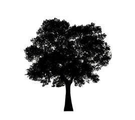Poster - Tree silhouette for brush on white background.
