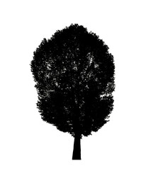 Poster - Tree silhouette for brush on white background.