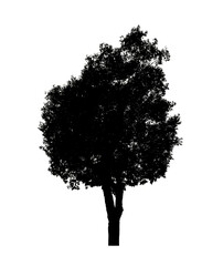 Poster - Tree silhouette for brush on white background.