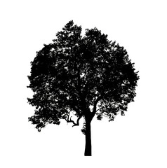 Poster - Tree silhouette for brush on white background.