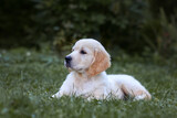 Fototapeta Zwierzęta - golden retriever puppy in summer. Young Pretty Golden Retriever Puppy Laying in Sun on Grass. 6 Week old Golden Retriever puppy