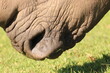 Close up on an African Rhino