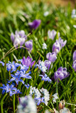 Fototapeta Tęcza - spring flowers in the garden