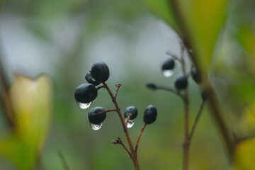 Raindrops on black berries