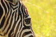 Zebra in the African bush