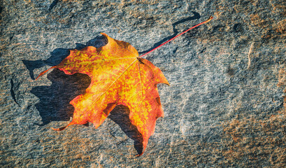 Wall Mural - beautiful autumn maple leaf laying on a rock