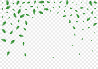 Wall Mural - Green Foliage Background Transparent Vector. Leaf Fresh Card. Silhouette Texture. Greenish Summer Design. Leaves Pattern.