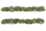 Fototapeta Sawanna - Shrub with flowers on a transparent background