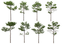Trees With Tall Trunks On A Transparent Background