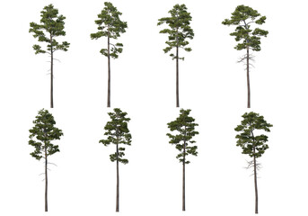 Sticker - Trees with tall trunks on a transparent background