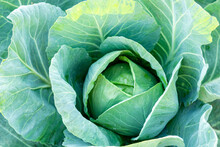 Head Of Cabbage On The Field