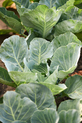 Wall Mural - Rows of fresh cabbage plants in the garden