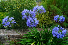 View Of Purple Lily Of The Nile (Agapanthus) Flowers
