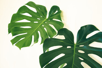 Leaves of Monstera deliciosa or Swiss cheese plant close-up on the light background