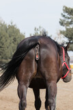 Fototapeta  - A beautiful horse mare, a mature female and her reproductive organs. Adult horse in the stud paddock, back turned, rump, butt. Stable with driving lessons.