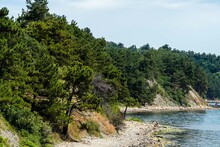Steep Rocky Shore In Front Of Narrow Strip Of Stone Beach. Calm Black Sea. Pine Trees Grow On Steep Stone Slopes. There Are No People On Wild Coast. Resting Place For Tourists With Tents.