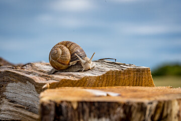 Wall Mural - snail on a tree