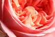 Leinwandbild Motiv Closeup view of beautiful blooming rose as background. Floral decor