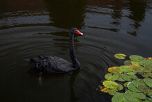 A Black Swan Swims On A Pond Next To Lilies