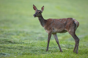 Wall Mural - red deer, cervus elaphus, female looking on cut grassland in summer. wild hind standing on mowed fie