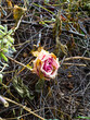 Withered rose flower among the rubbish