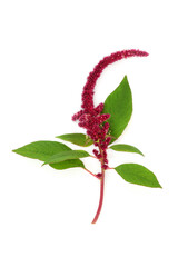 Wall Mural - Amaranthus plant with red flower amaranth seed. Health food highly nutritious, gluten free, high in protein, minerals, vitamins and antioxidants. Lowers cholesterol and helps weight loss. On white. 
