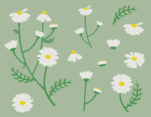 Chamomile design elements. Daisie in cartoon style.