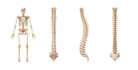 Wall Mural - accurate spine or spinal column of human skeletal system or skeleton isolated on white background 3d