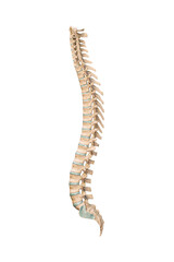 Wall Mural - accurate lateral or profile view of human spine bones or vertebrae isolated on white background 3d r