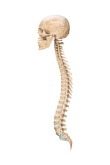 Wall Mural - accurate lateral or profile view of human spine bones with skull isolated on white background 3d ren