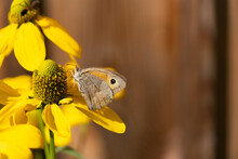 A Butterfly Sitting On A Yellow Flower Against Blurry Bokeh Background. 
