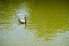A Lone Duck Swimming In A Green Lake