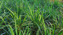 Mombasa Guinea: Paspalum Maximum Cv. Mombasa: Grass For Animals, Buffalo Grass In Thailand