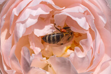 Bee Gathering Pollen In Pink Rose