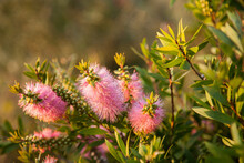Pink Native Bottlebrush Flowers On Bush In Afternoon Light