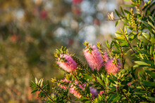 Pink Native Bottlebrush Flowers On Bush In Afternoon Light