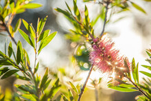 Rays Of Afternoon Light Shining Through Pink Bottlebrush Flower On Bush