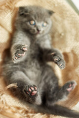 Wall Mural - Cute little scottish british gray kitten on the basket at home, funny cat. Love animals, pet, sunlight.