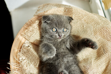 Wall Mural - Cute little scottish british gray kitten on the basket at home, funny cat. Love animals, pet, sunlight.