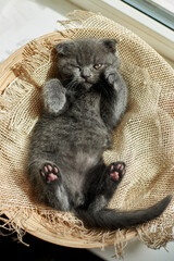 Wall Mural - Cute little scottish british gray kitten on the basket at home, funny cat. Love animals, pet, sunlight.