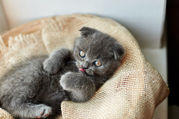 Wall Mural - Cute little scottish british gray kitten on the basket at home, funny cat. Love animals, pet, sunlight.