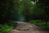 Fototapeta Na ścianę - The road going into the fog. Forest road. Mystical landscape.