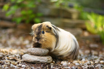 GBeautiful uinea pig in nature at summer