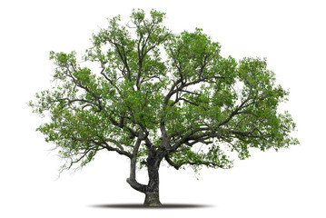 Tree png isolated transparent on white background, Tropical Big Green Tree cut out in high quality, Realistic with shadow environment, Nature element single object image for raw material editing work