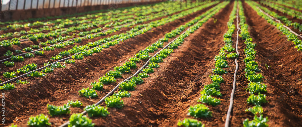 Banner agriculture farm. Green lettuce sprouts in greenhouse, irrigation hoses between rows of beds