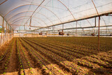 Fototapeta Mosty linowy / wiszący - Lettuce grown in greenhouse. Concept agriculture farm, food industry