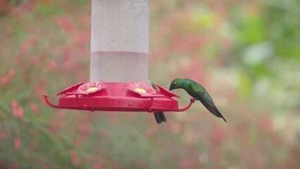 Wall Mural - a slow motion clip of a male green-crowned brilliant hummingbird at a bird feeder in costa rica