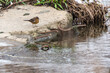 Zmarznięty i przemoczony ptak siedzący na betonie nad rzeką.