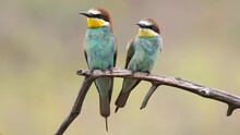European Bee-eater, Merops Apiaster. Male And Female Sitting On A Branch Next To Each Other