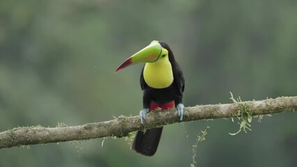 a front on shot of a keel-billed toucan perched on a branch looking around at boca tapada in costa rica
